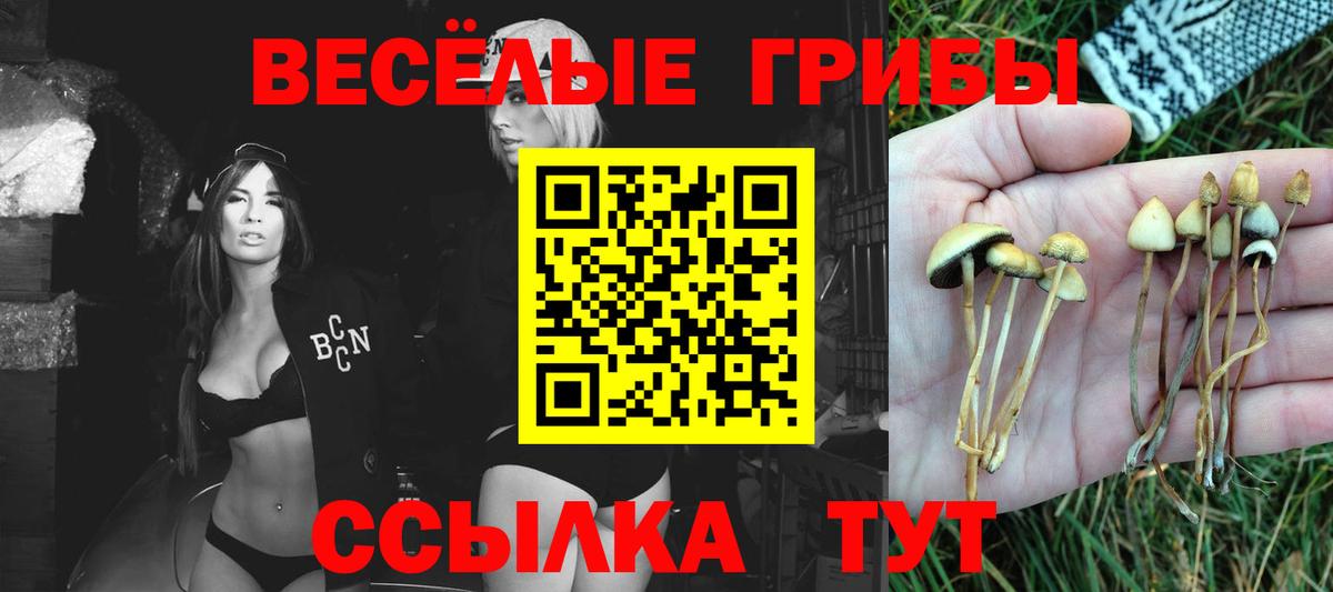 Новоалександровск  Галлюциногенные грибы Psilocybine cubensis  Вход с VPN 